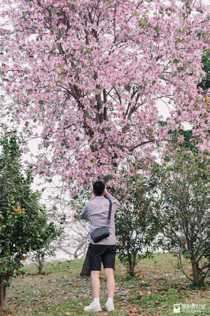 深圳人喜欢逛山姆店,深圳人喜欢逛步行街吗