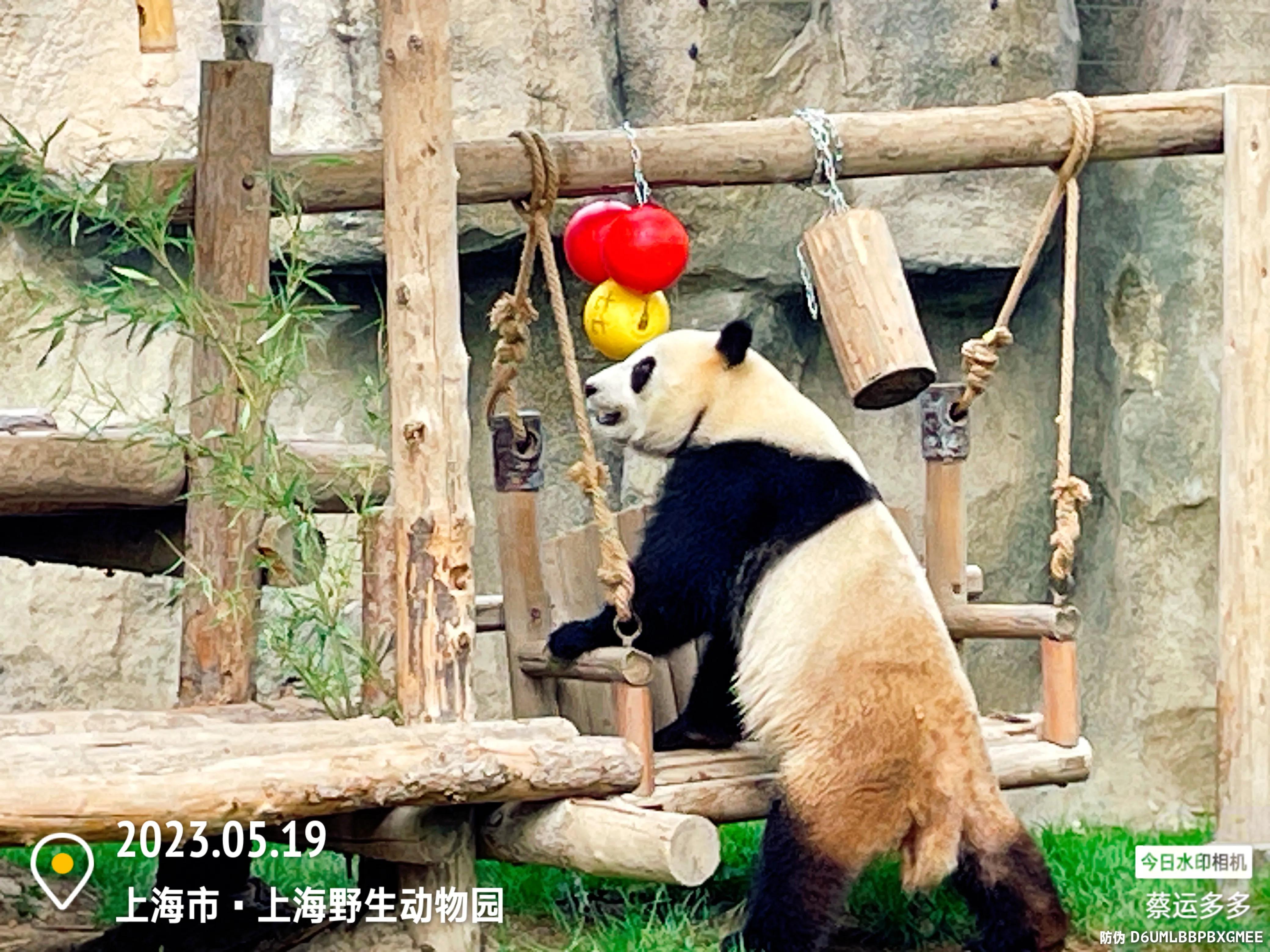 我喜爱的动物是小猫,什么动物招人喜爱