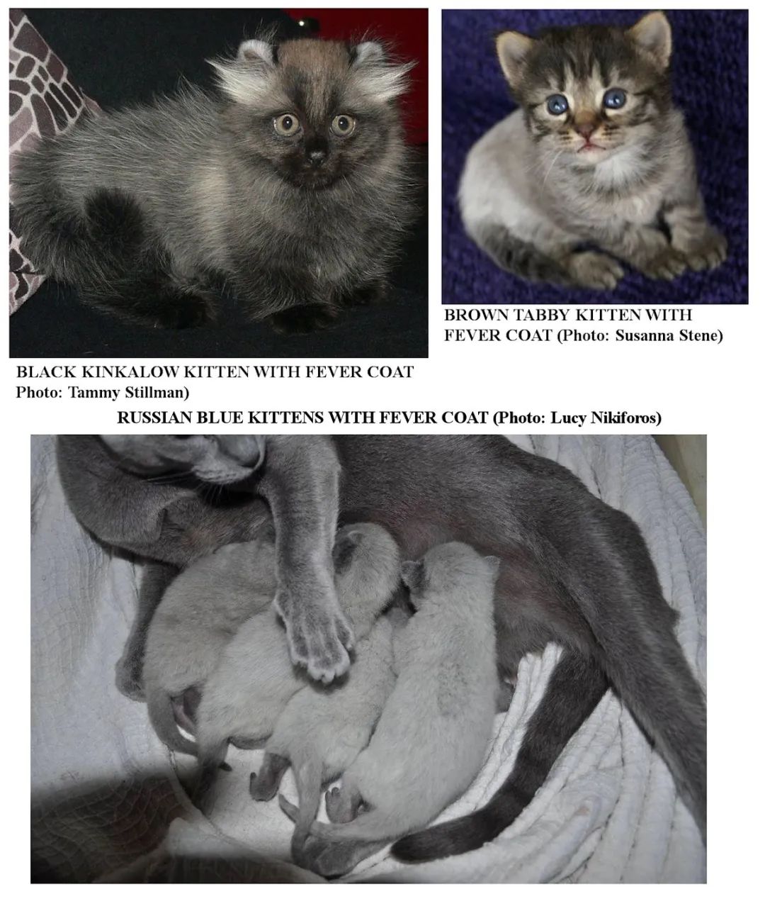 猫身上掉下来有白色颗粒是什么,猫身上白色的是什么