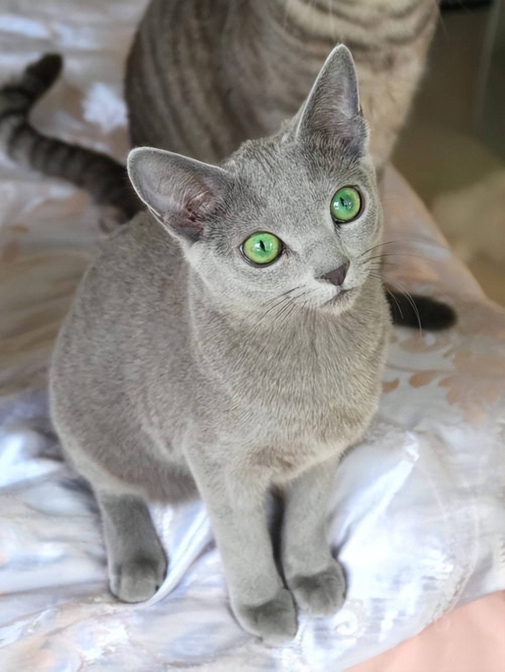 纯种猫咪有哪些颜色,纯种宠物猫有哪些品种