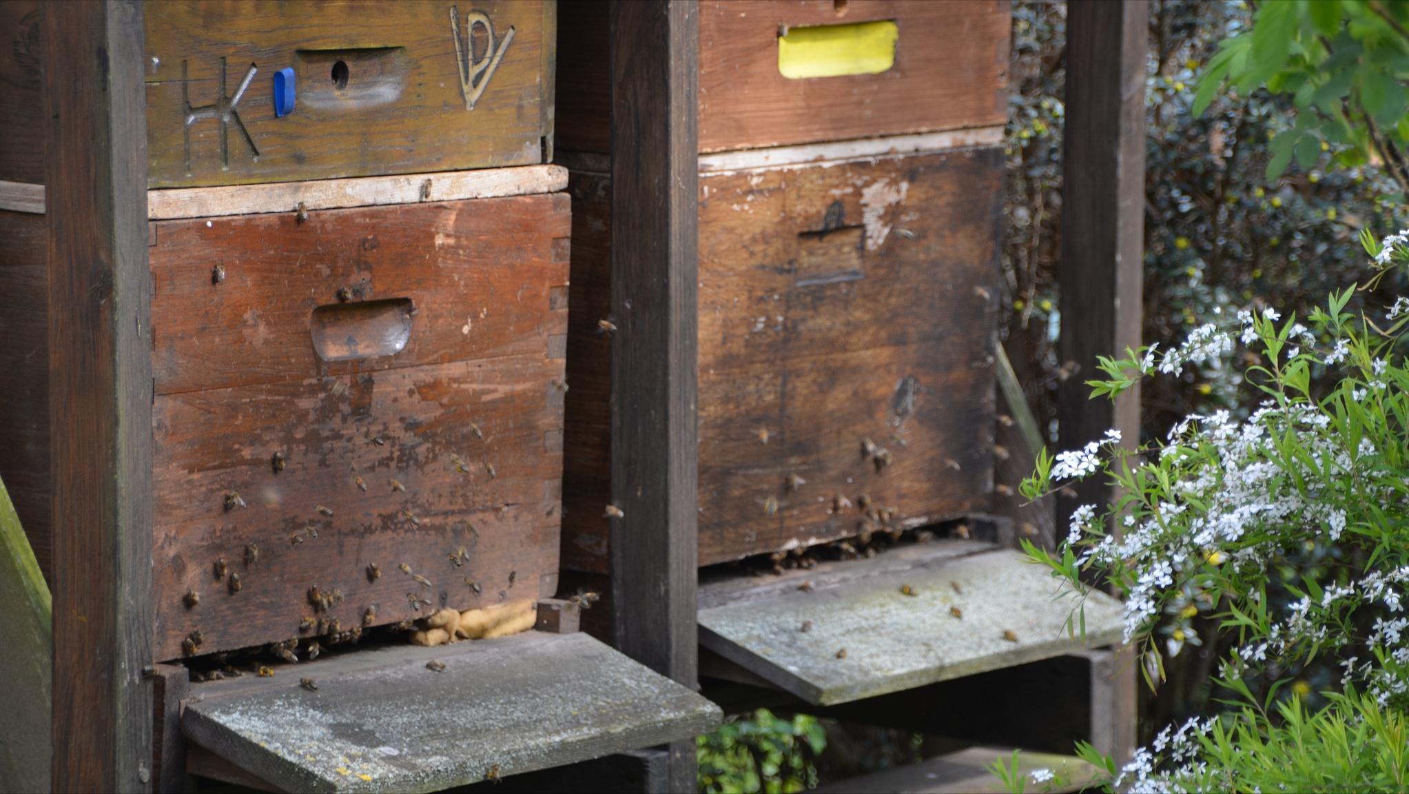 蜜蜂为什么老是咬王台,蜜蜂老是咬巢门怎么回事