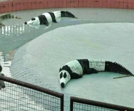 最喜爱大熊猫的前六名国家,世界上最宠大熊猫的6个国家