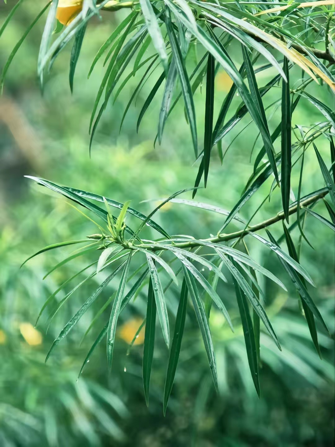 富士长焦镜头55-200拍视频怎么样,富士长焦镜头100-400多少钱二手