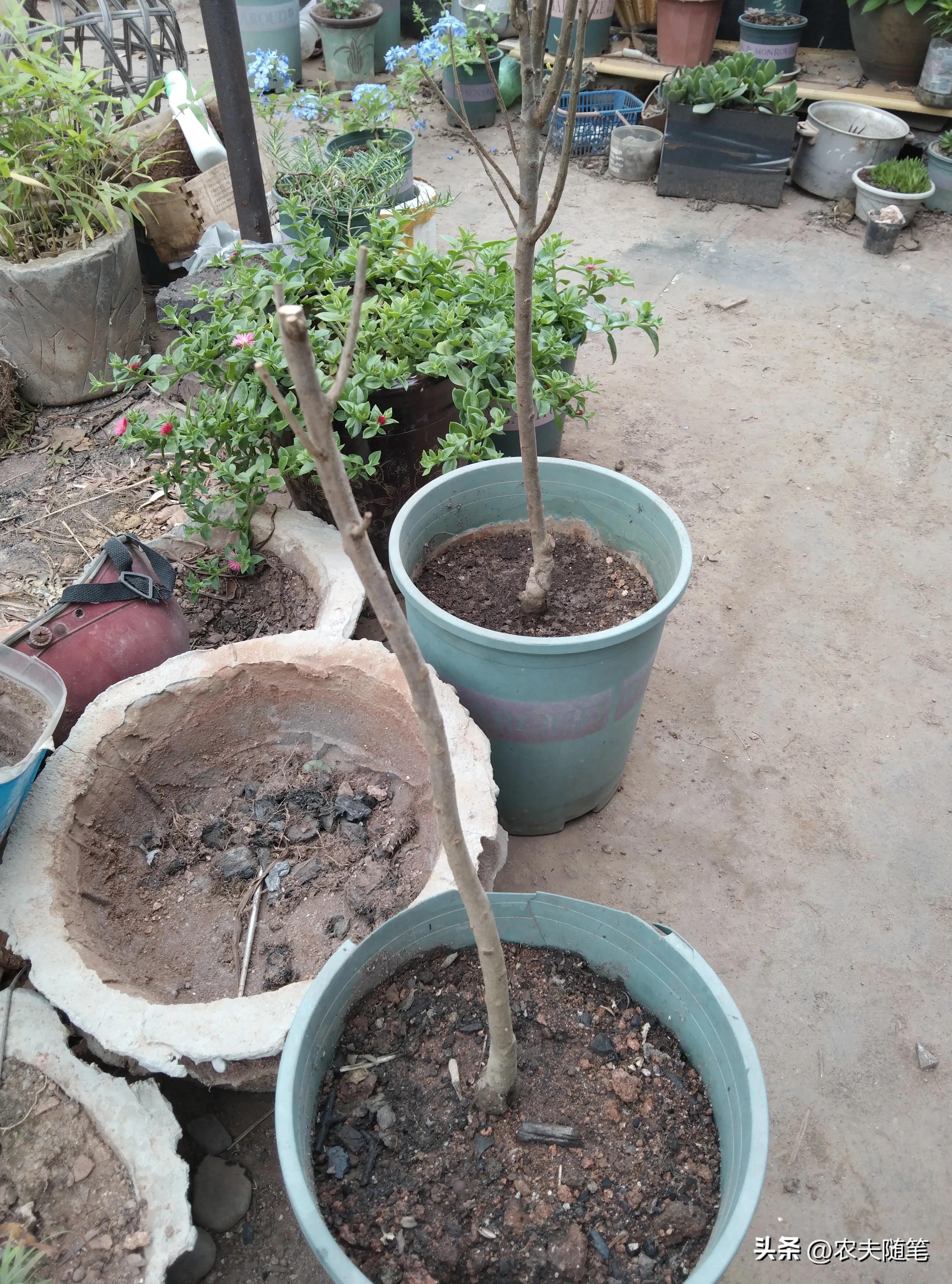 网购石榴便宜推荐,网购石榴果怕不怕冻坏