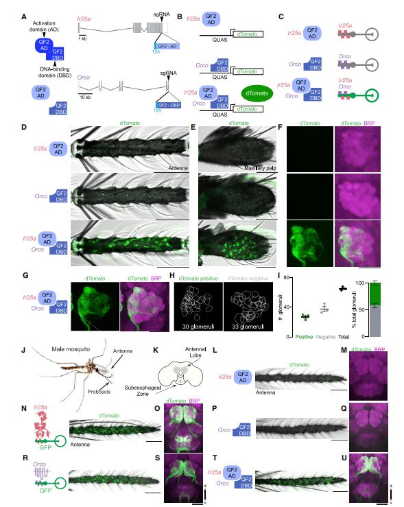 Cell+Nature：蚊子偏爱人类气味的奥秘