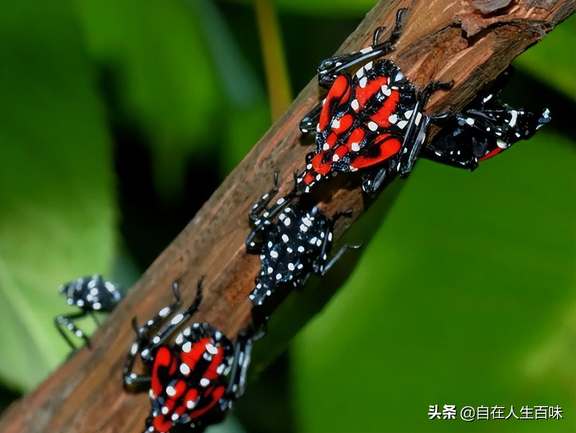 夏天常见的虫子外壳硬,农村房子里面常见的虫子有哪些