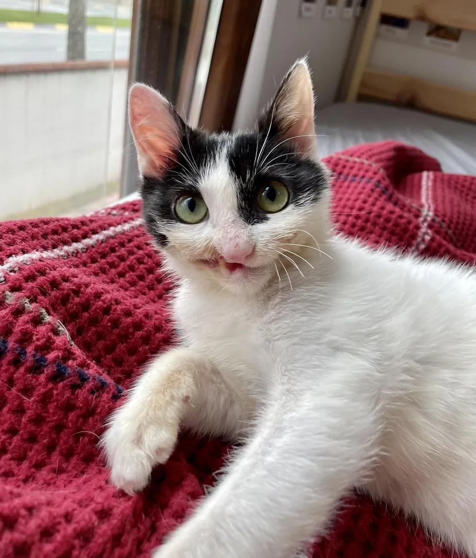 僵尸猫被医院放弃治疗，铲屎官带回家后，却每天都带着灿烂的微笑