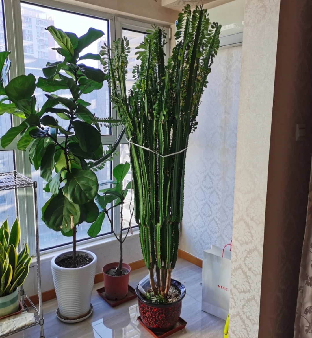 家中养三种花养人旺家,养人旺家聚福气的花