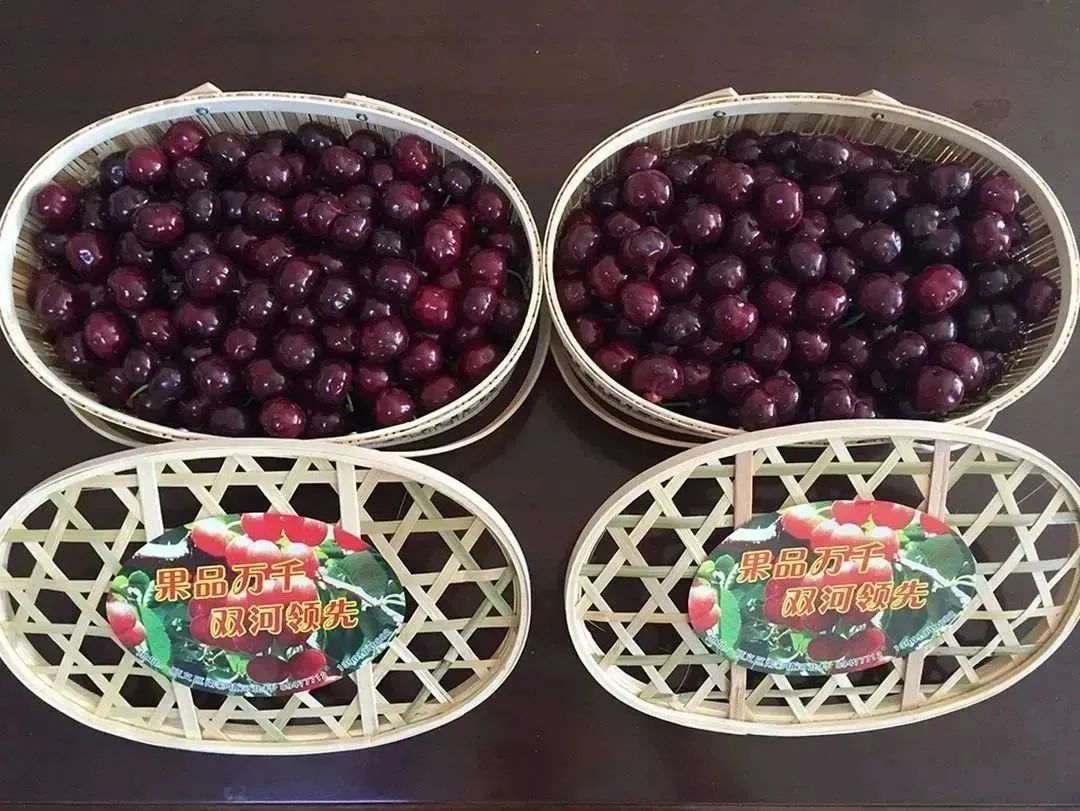 顺义喜邦樱桃采摘园,顺义千亩樱桃采摘园视频