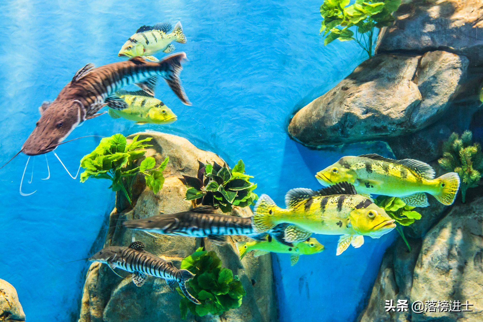 石家庄极地海洋世界从哪个门进,石家庄极地海洋世界内部视频