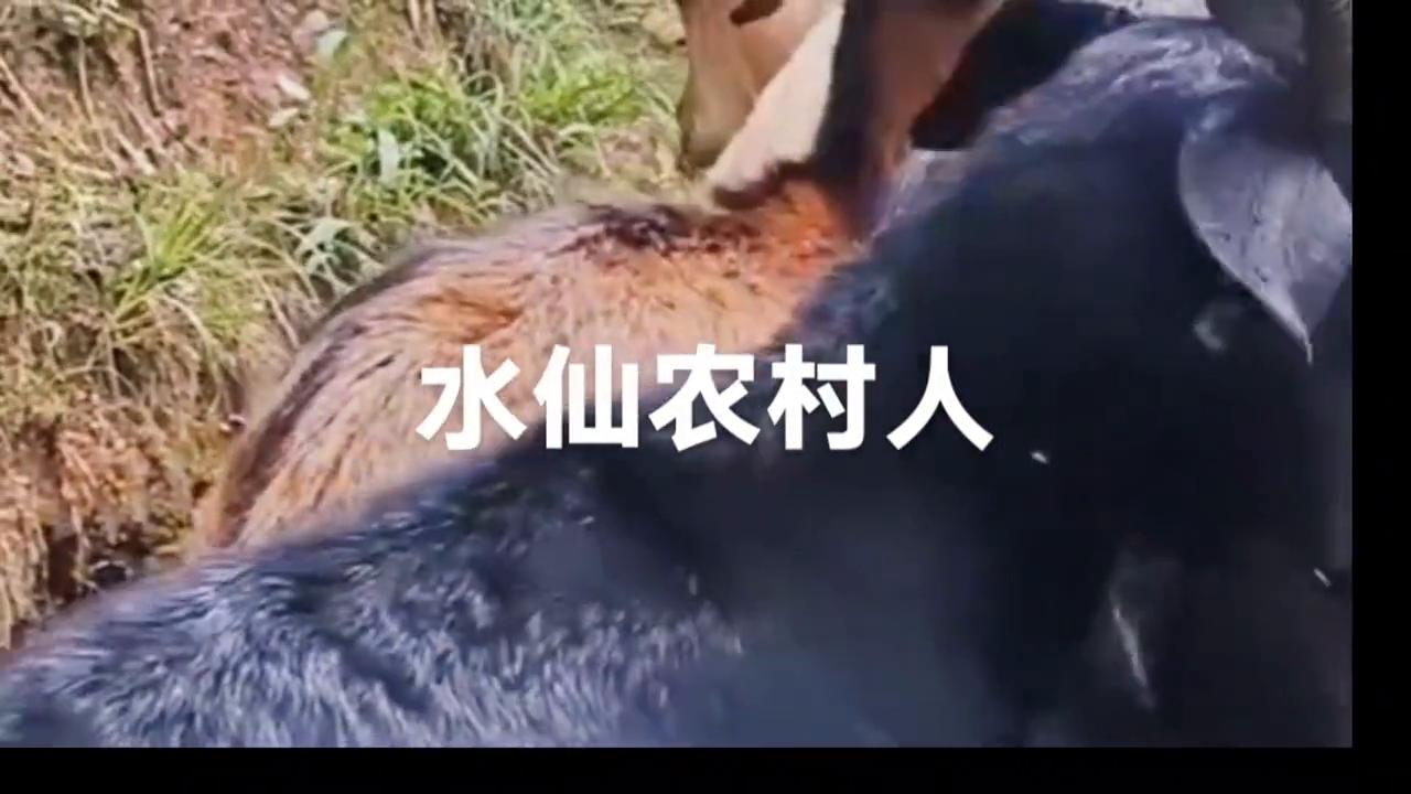 云南黑山羊养殖基地,黑山羊视频
