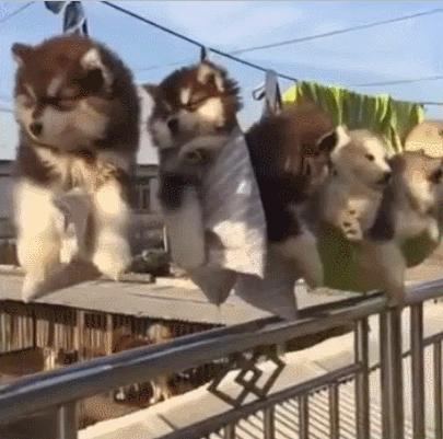 狗子为啥越喂越瘦,狗子越来越瘦但是很能吃