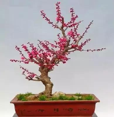 梅花老桩盆景,梅花盆景制作