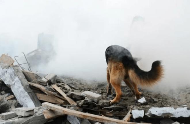 汶川地震67只搜救犬全部离世,汶川地震的67只搜救犬