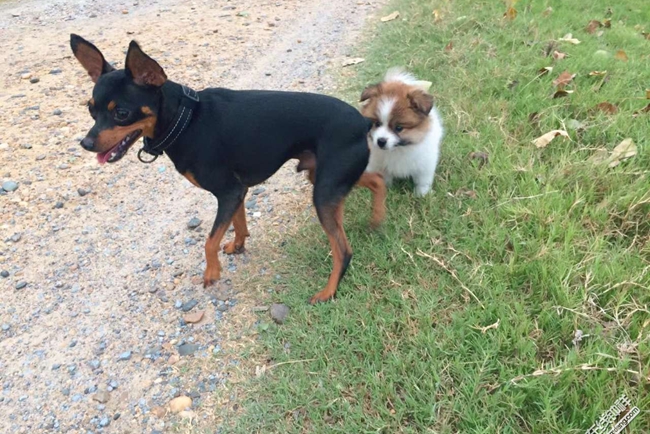 小鹿犬呕吐不吃喝没精神,小鹿犬不爱吃食怎么回事