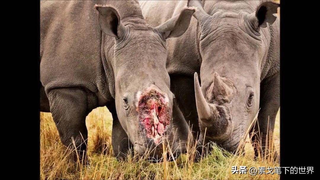 收入水平影响犀牛角消费偏好:野生与半野生犀牛角更受青睐