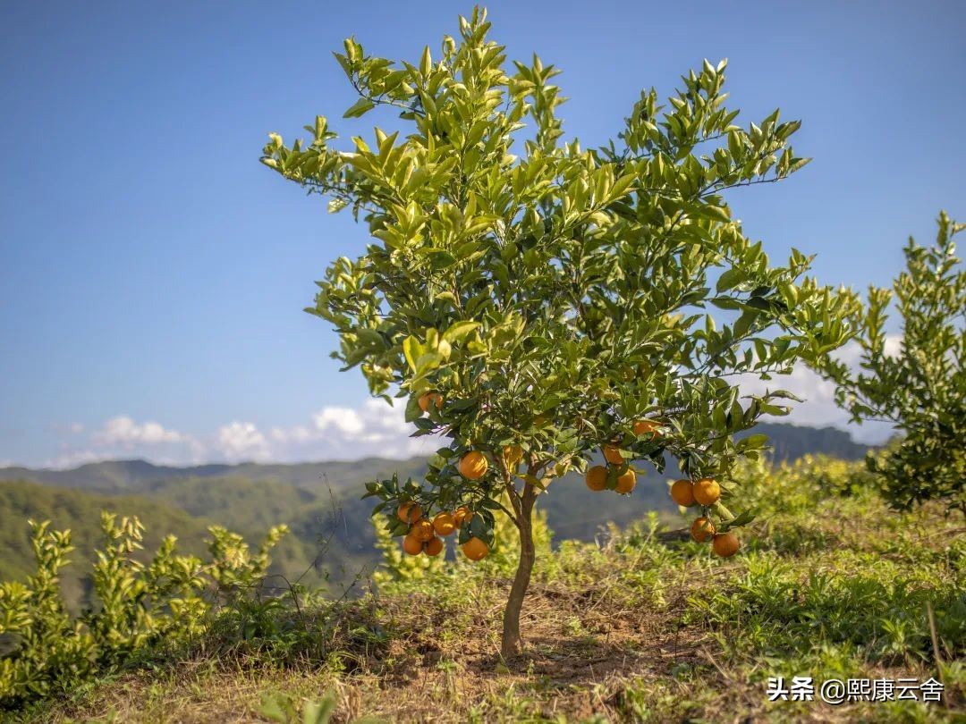 来滇南“打边炉”，悬崖之巅烤橙子
