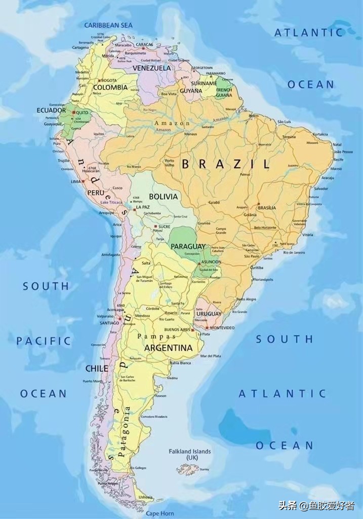 正宗即食鱼胶哪里有,鱼胶是哪个国家产的最好