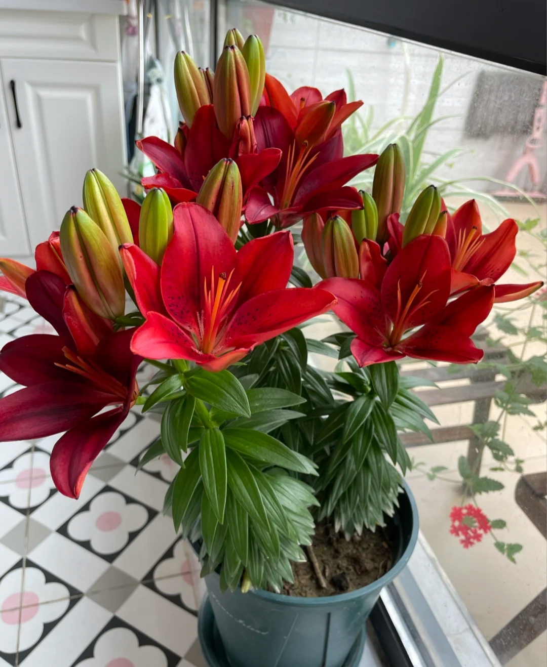 100个阳台养什么花好,100种阳台养的花草