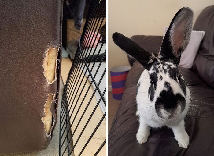 兔兔超可爱的真人照片,兔兔超可爱露脸照片