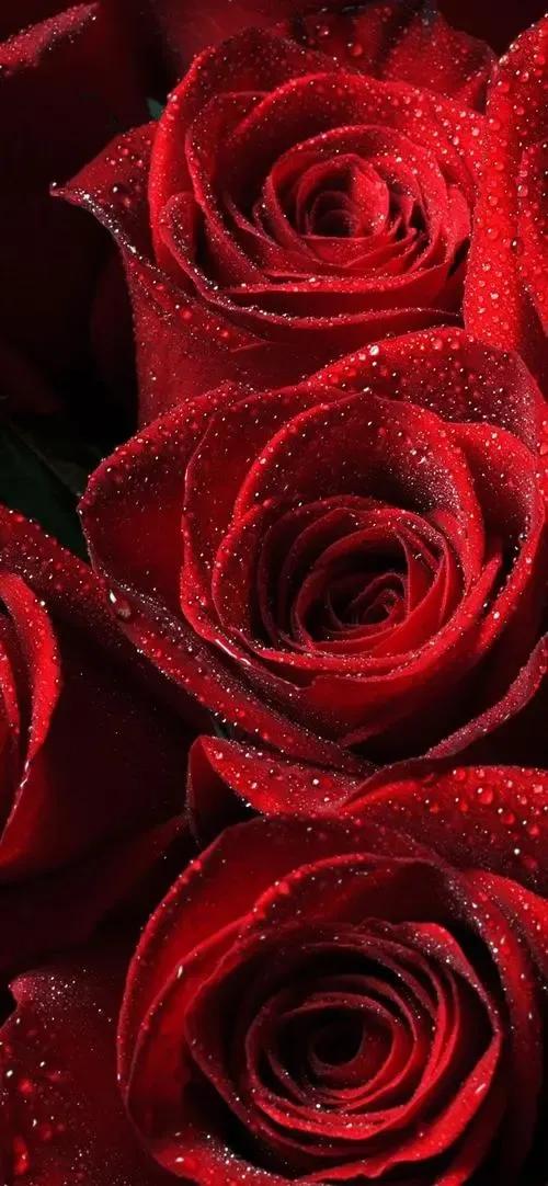 农历四月十五日，送你九九红玫瑰，祝君事业红红火火