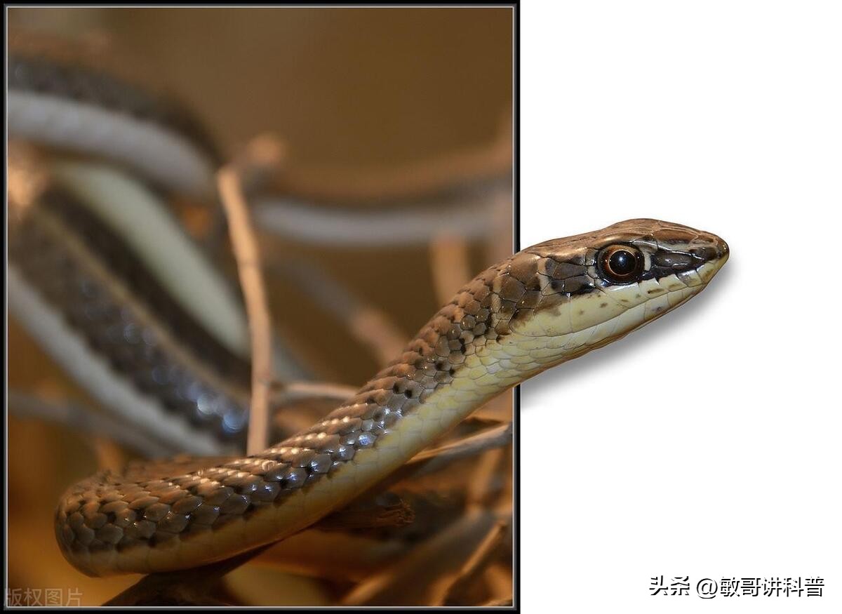 蛇的蜕皮是药吗,为什么蛇会脱皮增加寿命