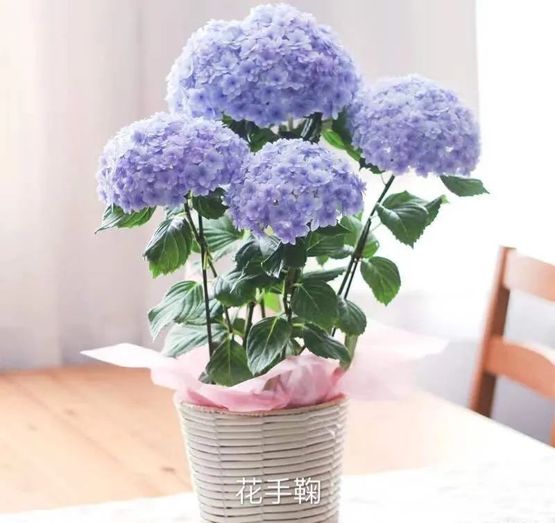 绣球花期一般多久,绣球花期后什么时候修剪