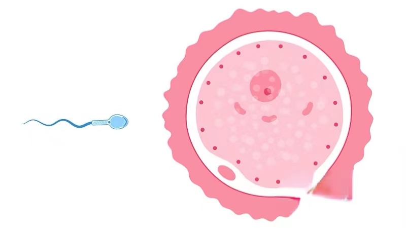 胎停育怎么干预,胎停育怎么处理最安全