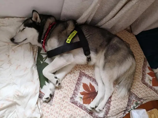 两只狗交配时，为什么会连在一起分不开？