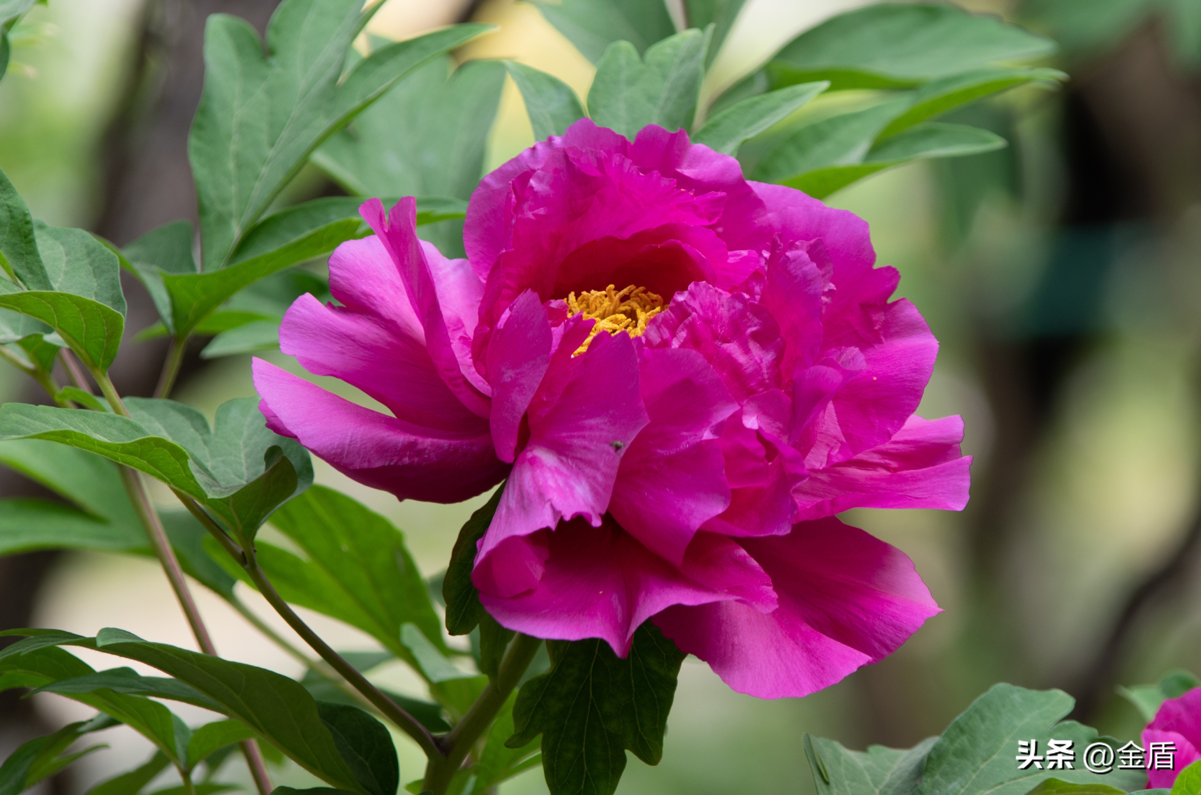 牡丹放在人面前人们会说雍容华贵,雍容华贵的国之牡丹惊艳了世界