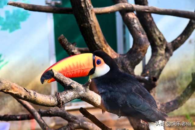 沈阳森林动物园缆车,自驾沈阳森林动物园