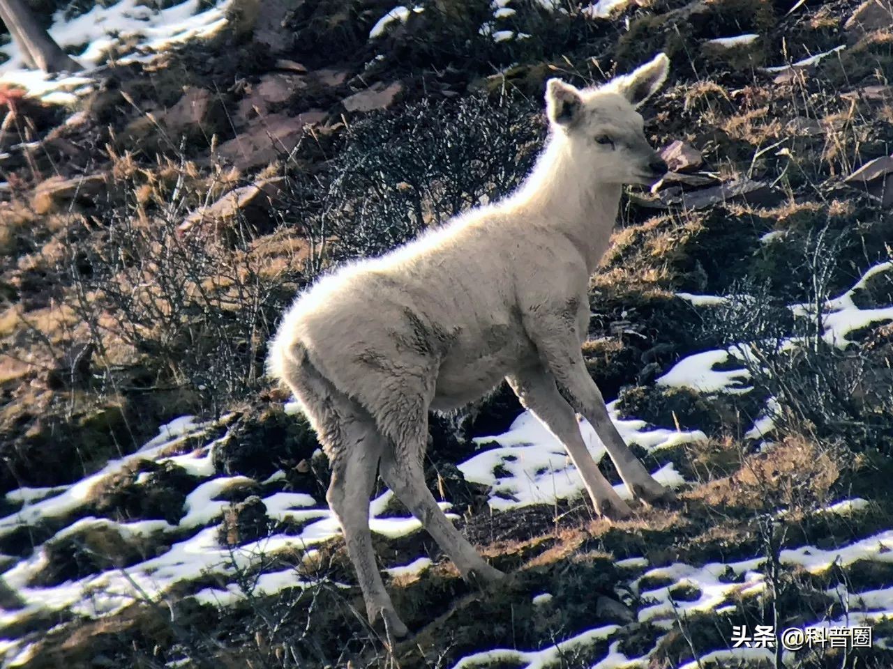 神农架深处为何被列为禁区进不去,神农架深处为何被列为禁区知乎