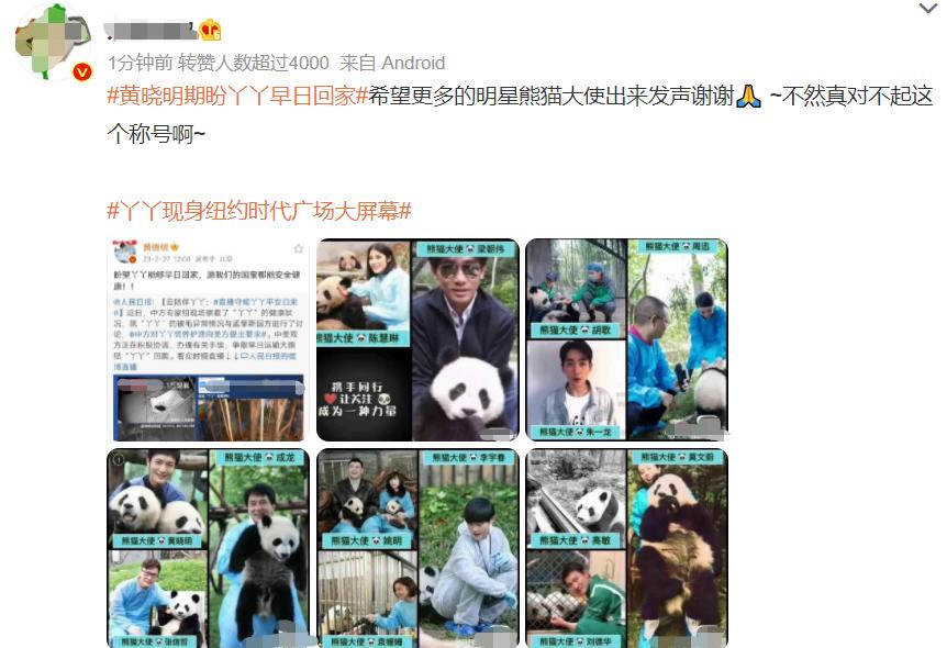 多位明星为国宝丫丫发声！黄晓明惹争议，身为熊猫大使出面太晚