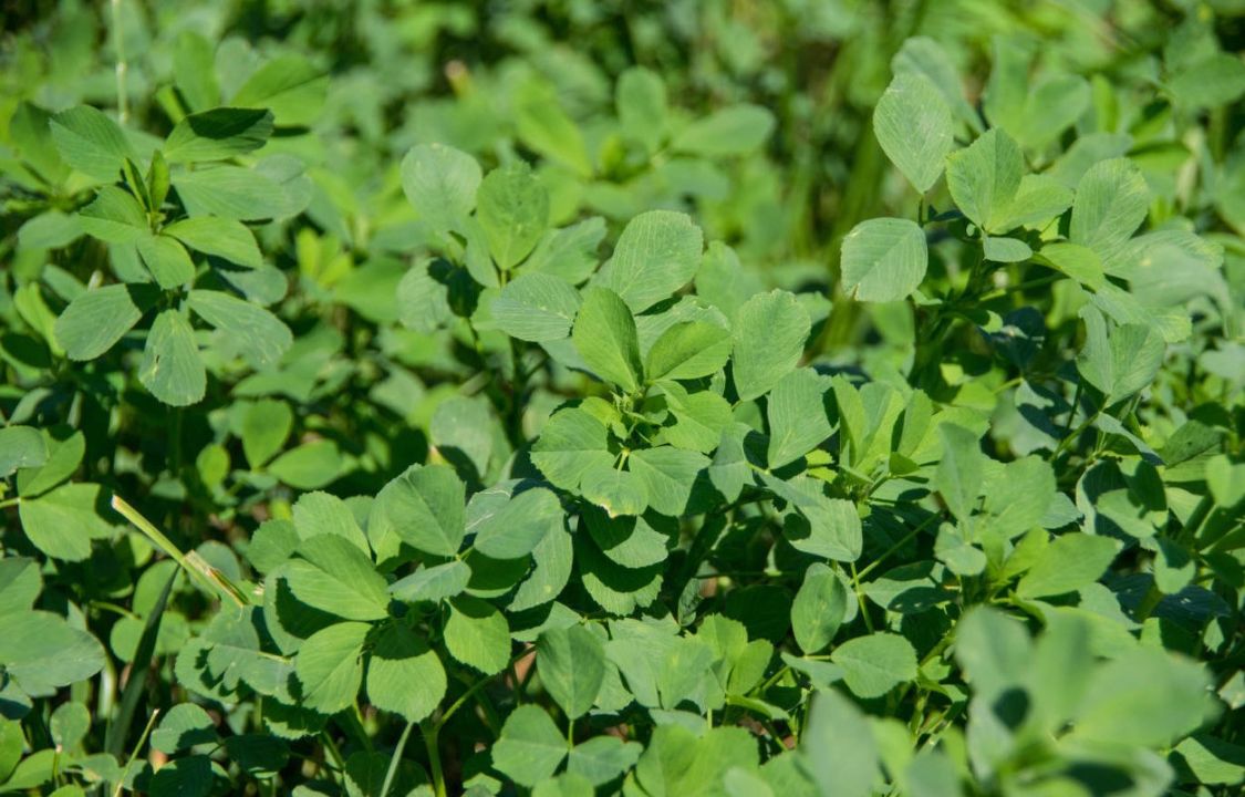 阳春三月必吃的野菜,阳春三月野菜成餐桌新宠