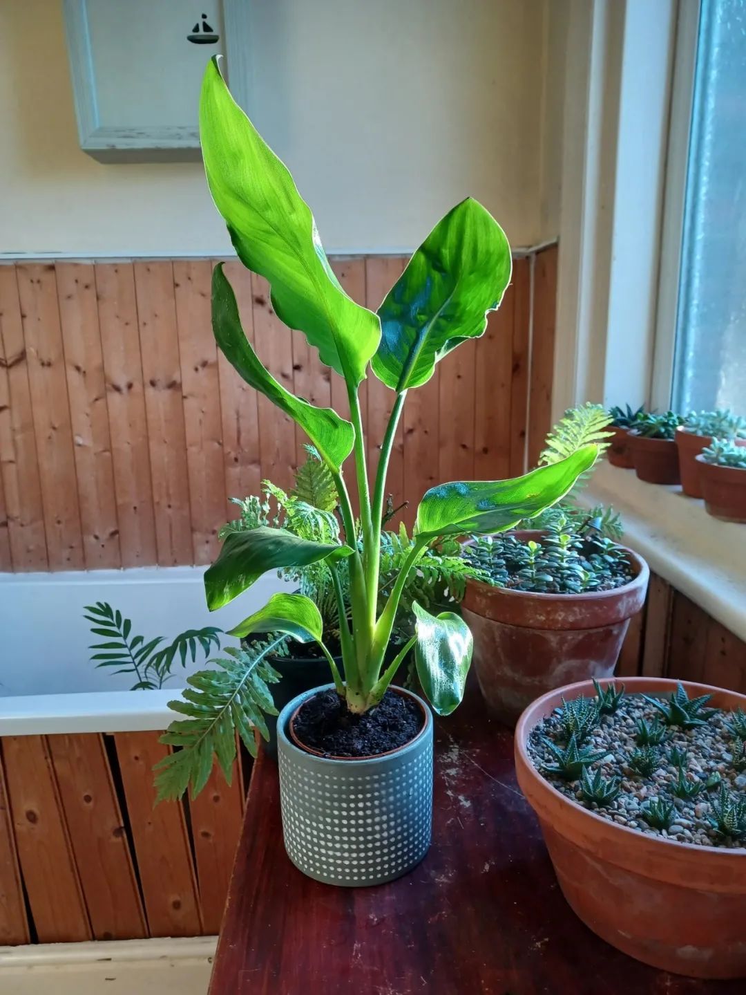 鹤望兰各个品种哪个耐晒,购买鹤望兰