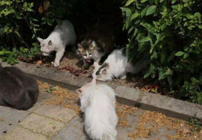 传染性腹膜炎用什么药物,传染性腹膜炎怎么治疗