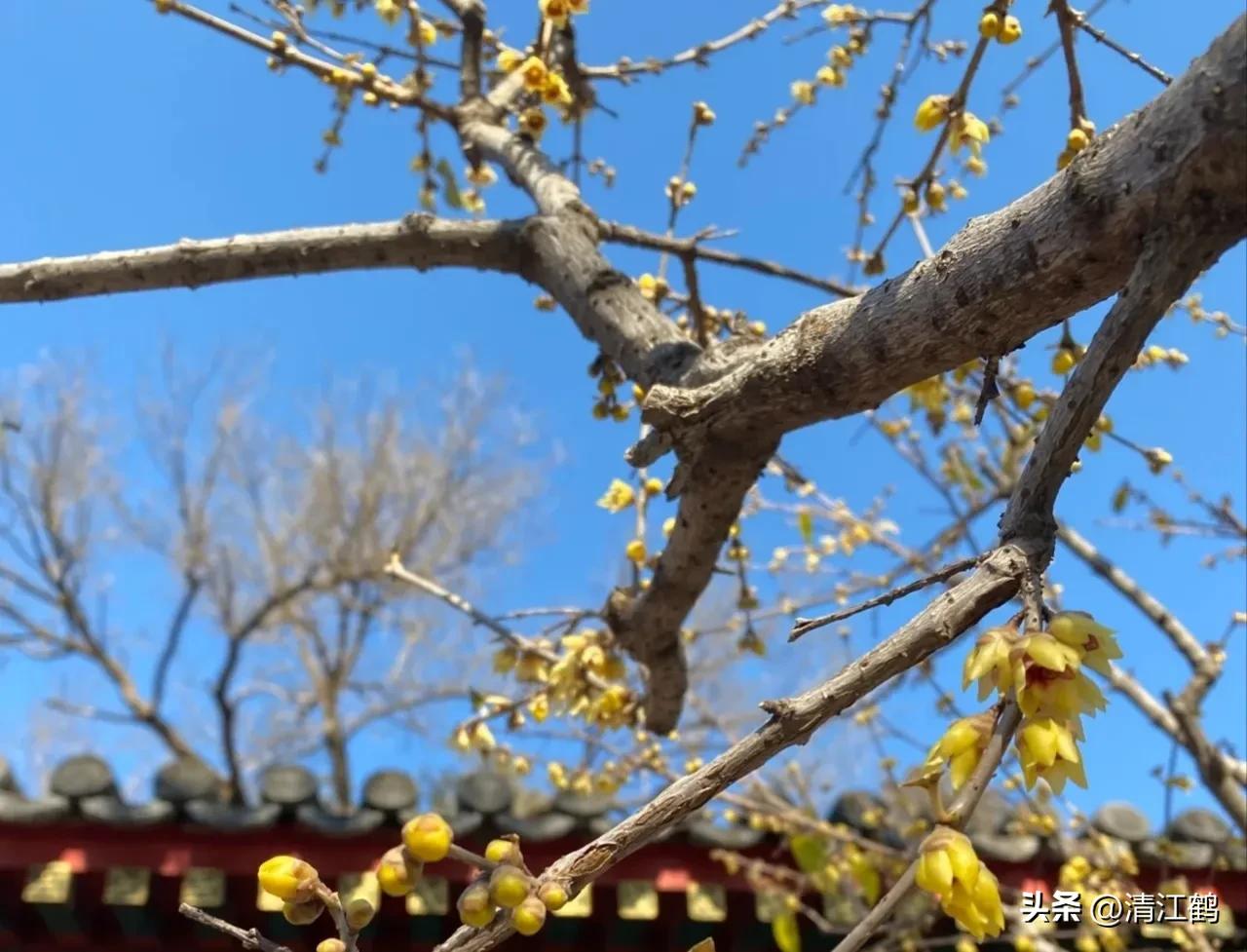 蜡梅夏季管理,秋季腊梅管理