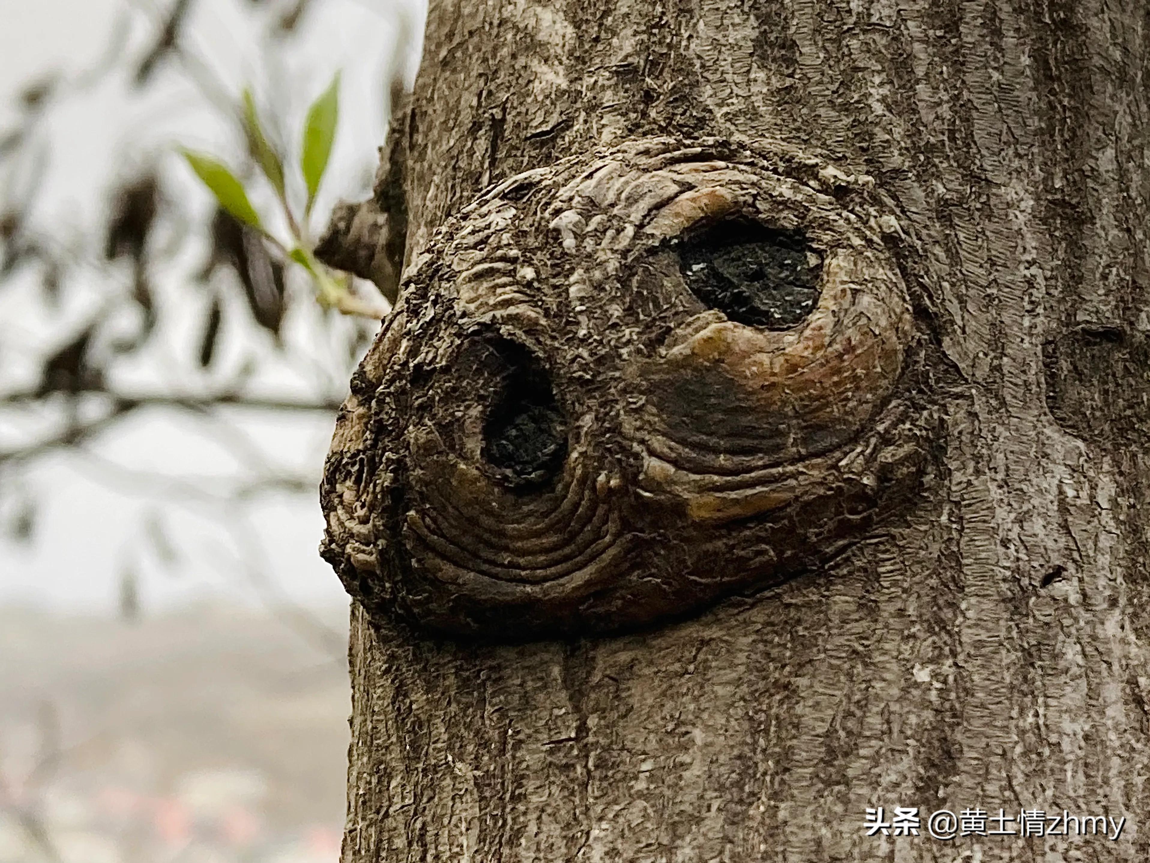 木头瘤疤,奇特的树干造型