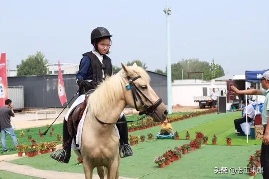 马术比赛最新消息,徐州市第二届青少年马术公开赛