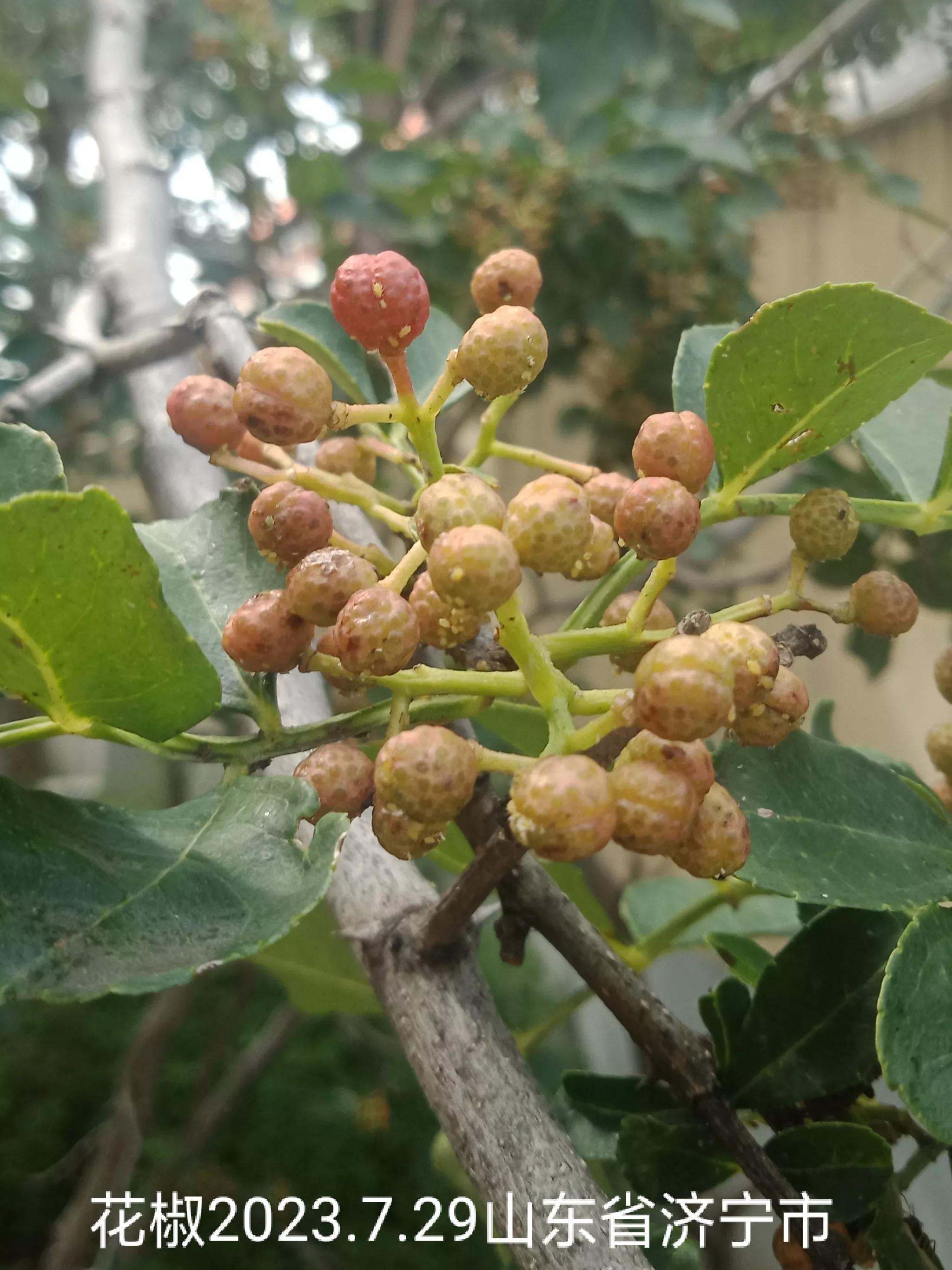 房屋漏水房顶需要怎么改造,旧房改造后楼顶漏水找哪里处理