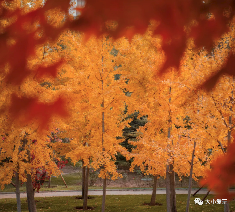 银杏最美的地方,这九个美丽的地方你想去看看吗