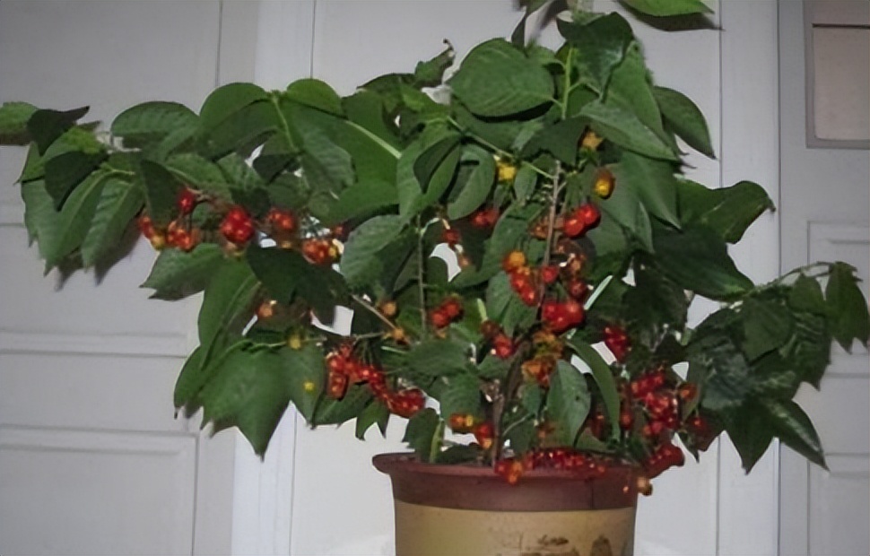 李子核埋在地下多久能发芽,吃剩的苹果核第二年种可以吗