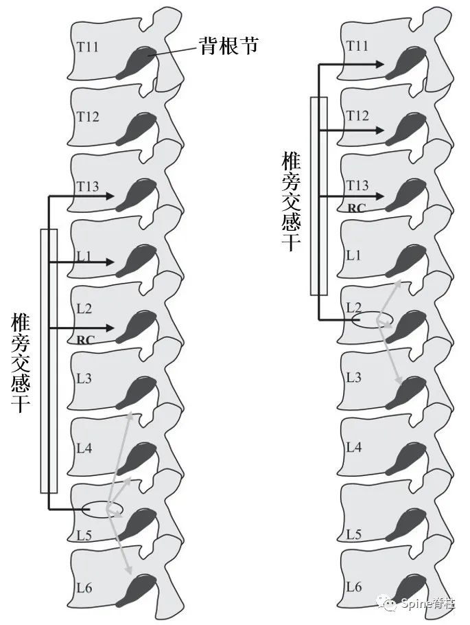 脊柱神经支配疼痛区域,脊柱神经支配的脏腑