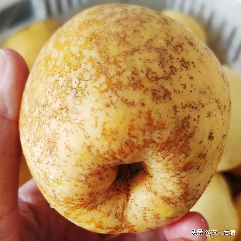 一斤卖16元，果农苦不堪言又趋之若鹜，维纳斯黄金苹果有啥吸引力