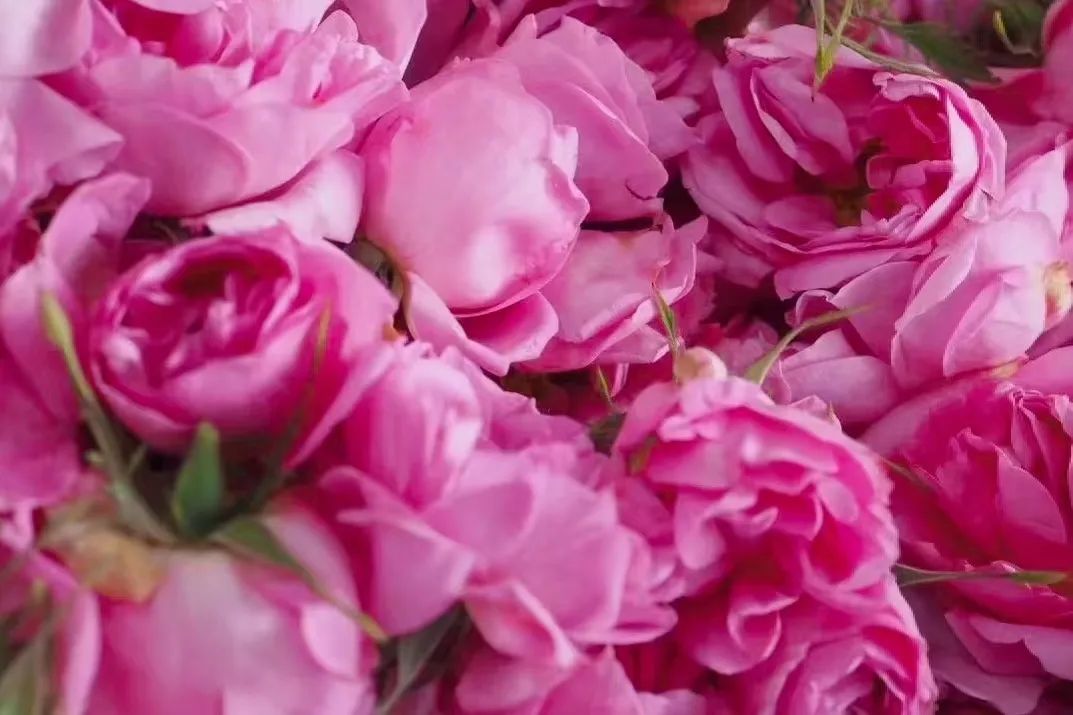 IFA芳疗师这样用精油，每天都有好心情