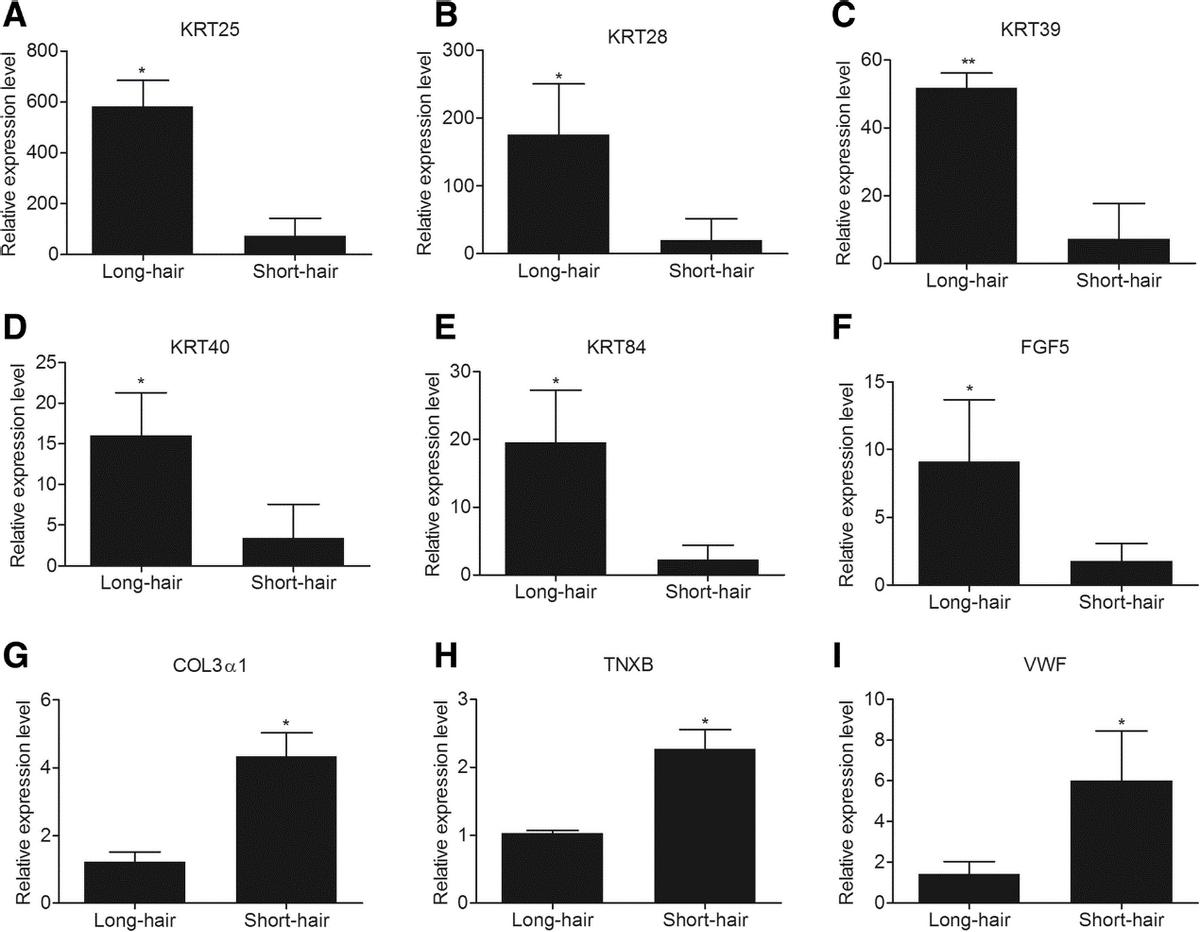 短毛兔和长毛兔小时候的区别,短毛和长毛的区别图片