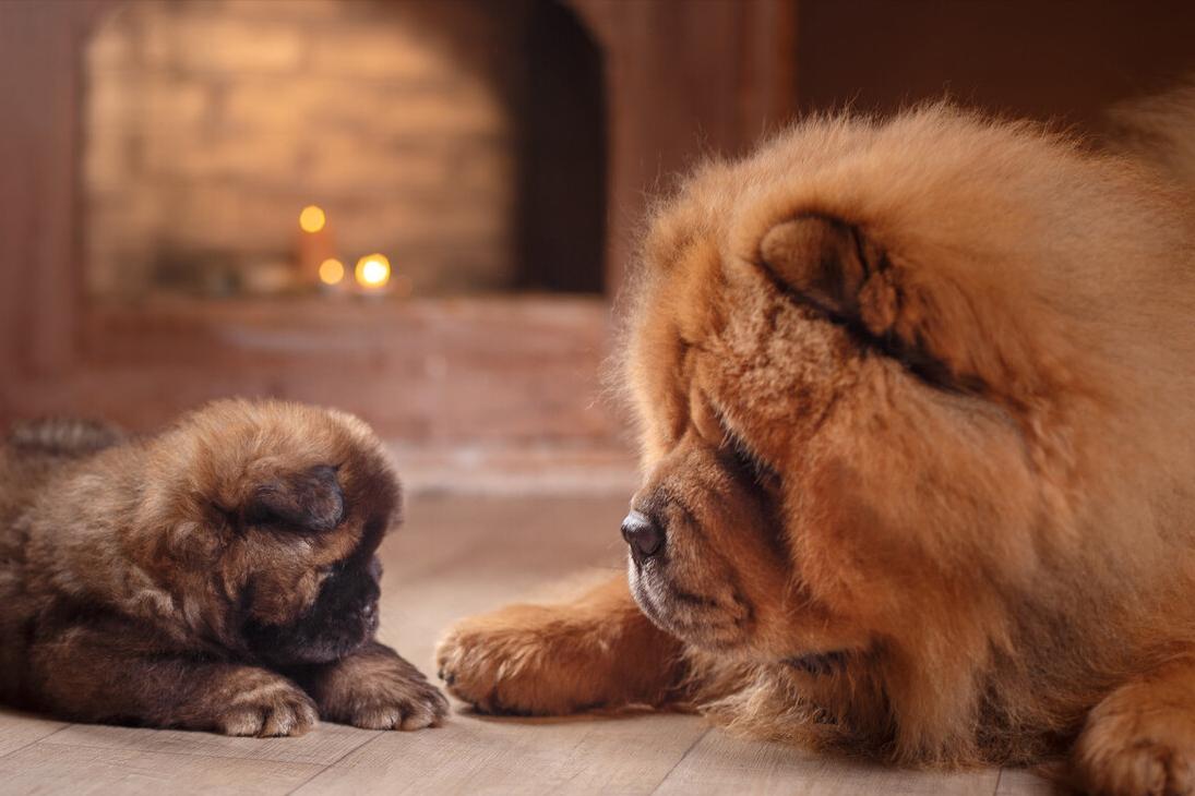 松狮犬挑食厉害怎么办？这些办法，铲屎官可以尝试一下