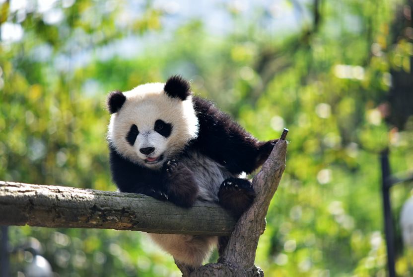 川西阿坝旅游详细攻略地图,川西阿坝旅游攻略三天