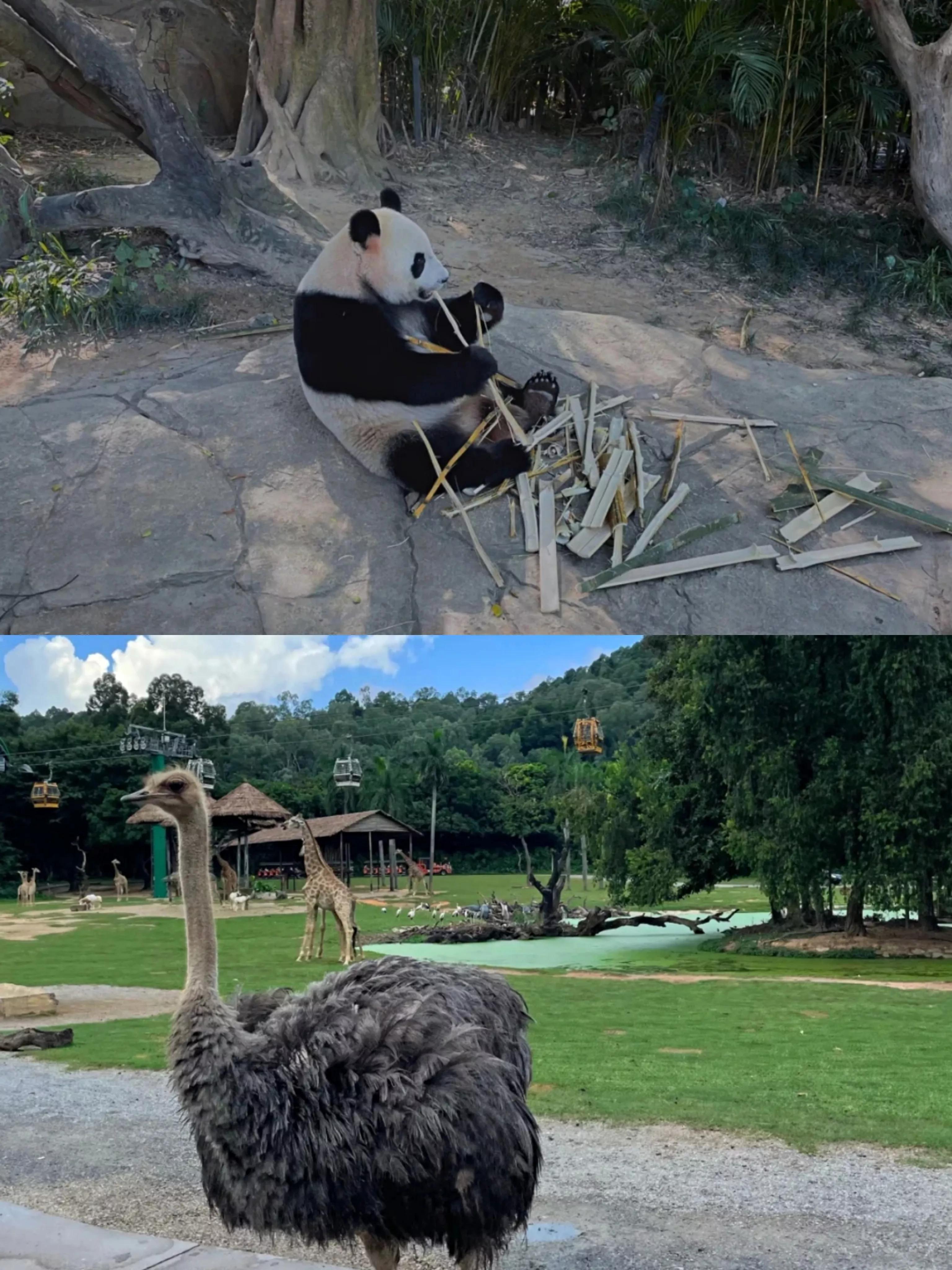 研学亲子游广州长隆野生动物园,长隆动物园攻略亲子游开车