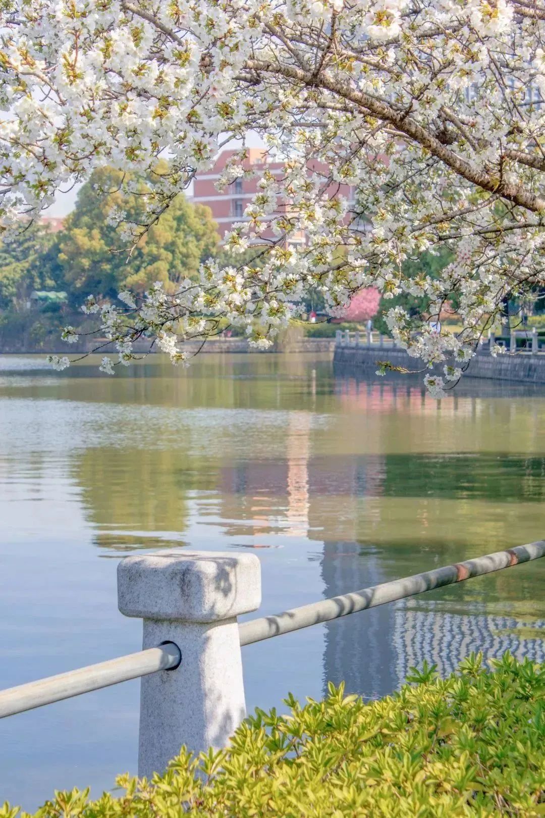 雨樱也浪漫！浙工大美美美！
